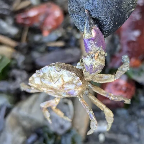 Blackclaw Crestleg Crab