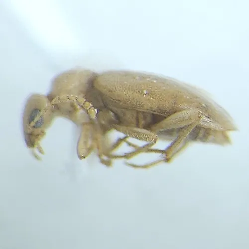 Amblyderus pallens