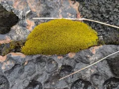 Tortella densa thumbnail 2