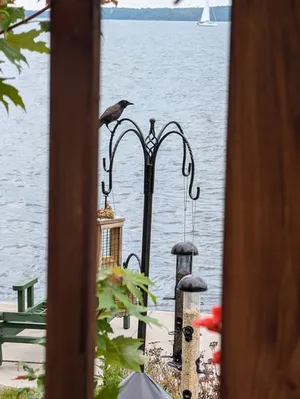Common Grackle thumbnail 5