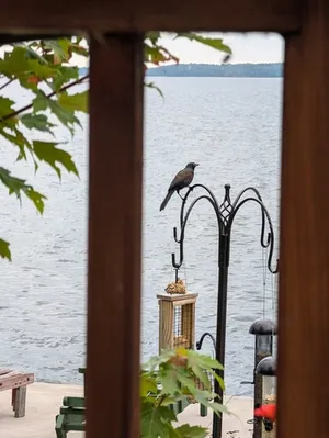 Common Grackle