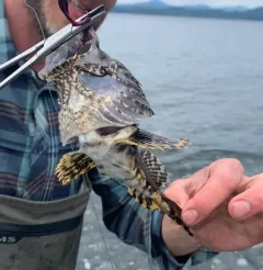 Great Sculpin thumbnail 3