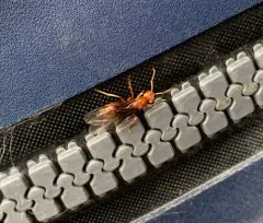 Less Shady Fuzzy Ant thumbnail 4