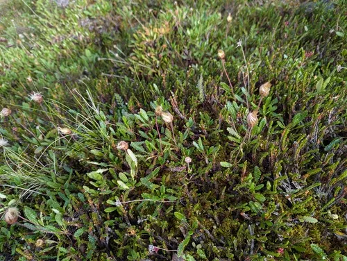 Alaska Mountain-avens