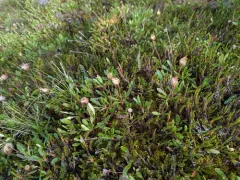 Alaska Mountain-avens thumbnail 1