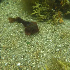 Sea Raven thumbnail 4