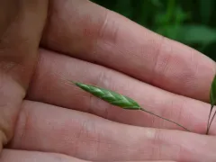 Meadow Brome thumbnail 1