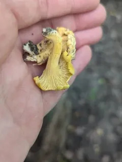Chicago chanterelle thumbnail 2
