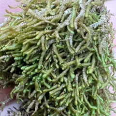 Lesser Whipwort thumbnail 4