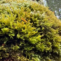 Bent Scissor-leaved Liverwort thumbnail 4