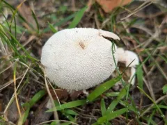Lycoperdon floccosum thumbnail 3