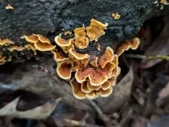 Bleeding Oak Crust thumbnail 4