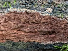 Ceriporia purpurea thumbnail 3