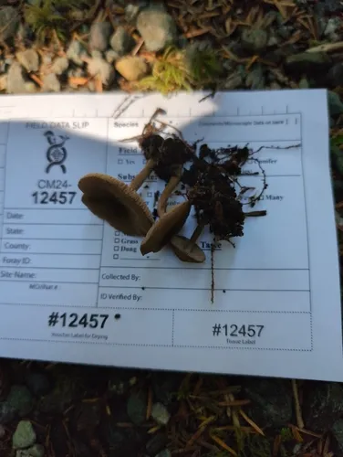 Inocybe lanuginosa