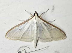Four-spotted Palpita Moth thumbnail 4