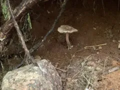 Inocybe caprimulgi thumbnail 2