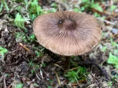 Inocybe sphagnophila thumbnail 3