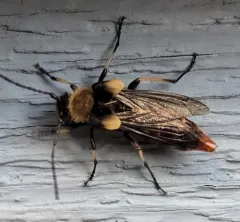 Lion Beetle thumbnail 3