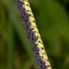 knot grass thumbnail 4