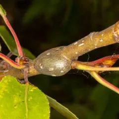 Poplar Twiggall Fly thumbnail 2