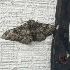 Peppered Moth thumbnail 2