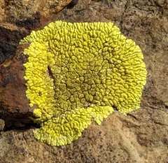 gold cobblestone lichen thumbnail 1