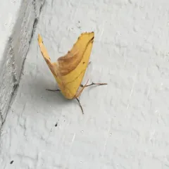 Sharp-lined Yellow thumbnail 2