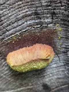 Stemonitis flavogenita thumbnail 3