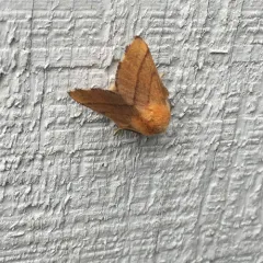 Forest Tent Caterpillar Moth thumbnail 3