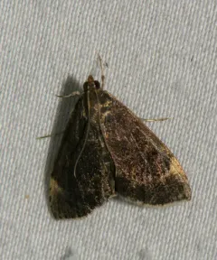 White-fringed Pyrausta Moth thumbnail 3