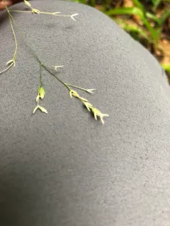 drooping bluegrass thumbnail 2