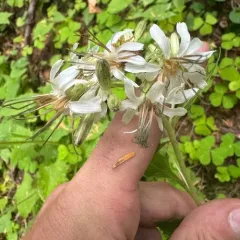 western rattlesnake root thumbnail 4