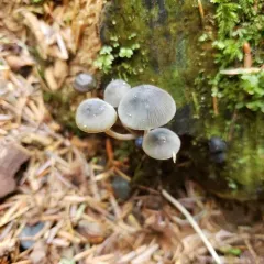 Bluefoot Bonnet thumbnail 3