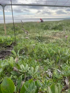 Richardson's Fescue thumbnail 3
