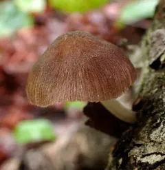 Pleated Pluteus thumbnail 4