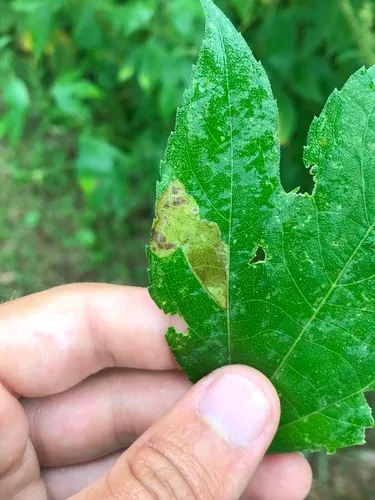 Calycomyza ambrosiae