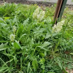 sweet vernal grass thumbnail 2