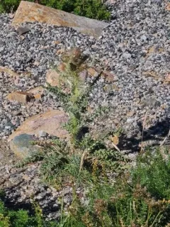 Cirsium tweedyi thumbnail 4