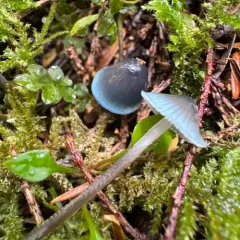Bluefoot Bonnet thumbnail 4