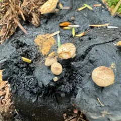 Powder Cap thumbnail 3
