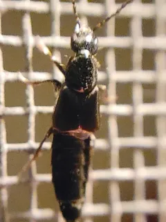 Philonthus vulgatus thumbnail 3