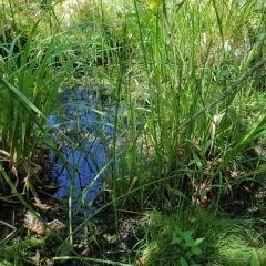 water horsetail thumbnail 3