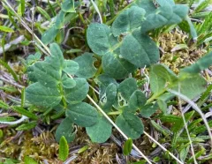 Tundra Milkvetch thumbnail 2
