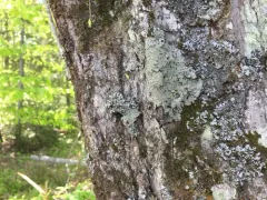 Scaly Shadow Lichen thumbnail 2