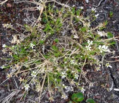 Mountain Stitchwort thumbnail 4