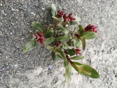 Setchell's Willow thumbnail 1