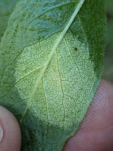 Exobasidium decolorans