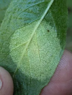 Exobasidium decolorans thumbnail 1