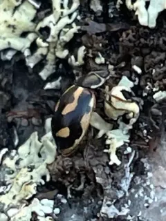 Hippodamia arctica thumbnail 1