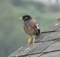 Common Myna thumbnail 2